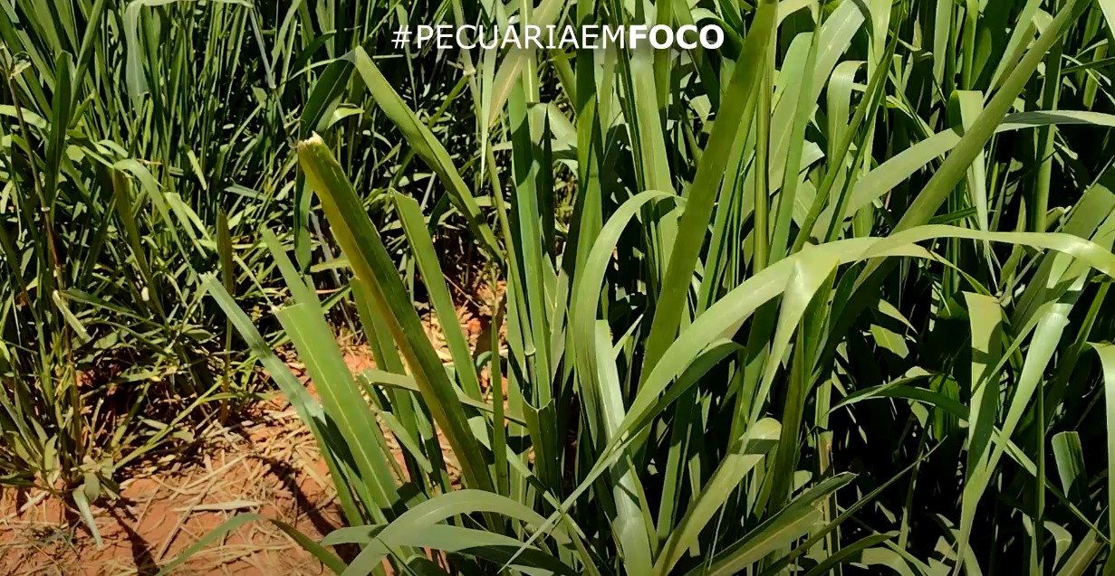 Agrosudeste 2023 | Dia de Campo da Bovinocultura